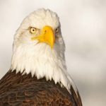 eagle (1)