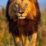 Lion image